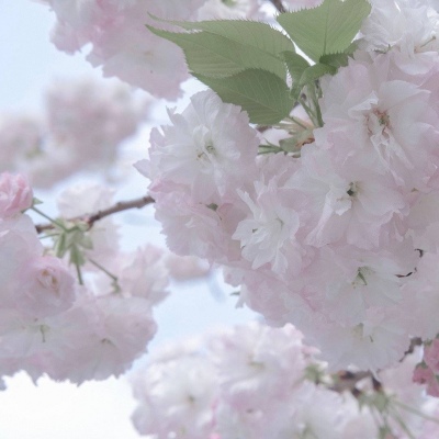 平桥福瑞交流群